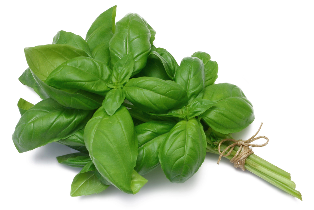 Fresh bright green basil leaves and stems