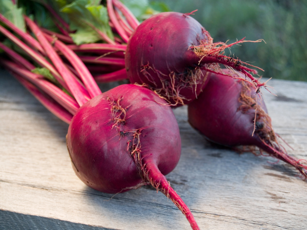 Fresh red beets with greens just pulled from the garden