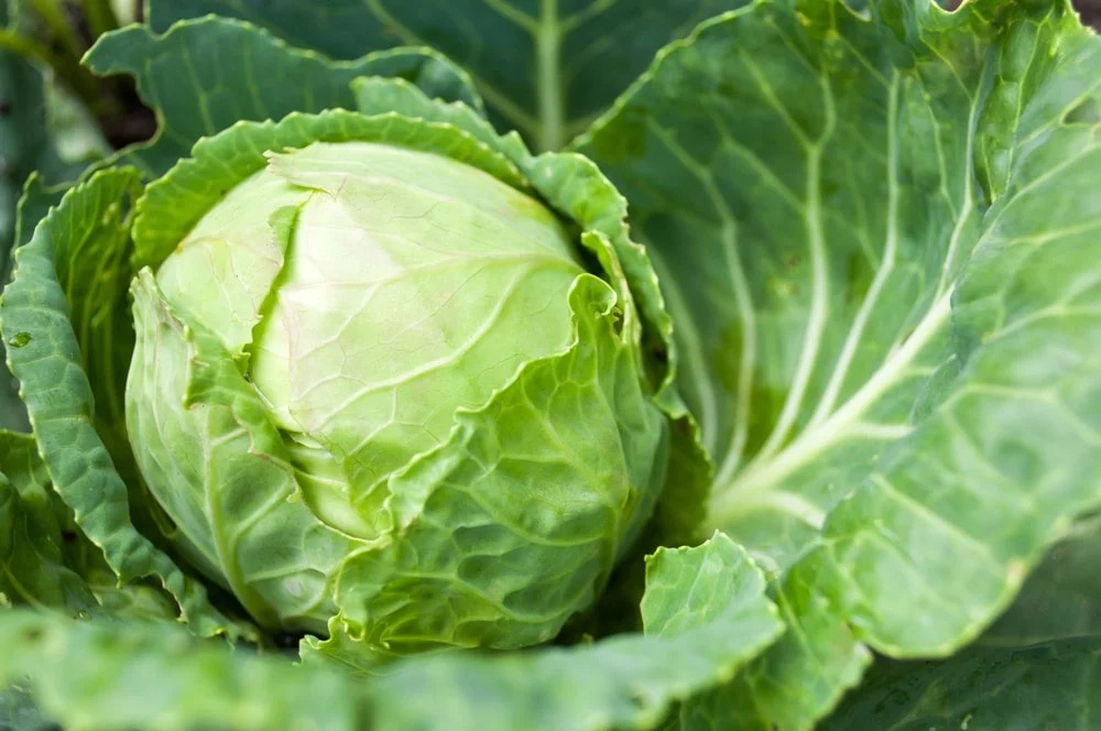 Green cabbage heads growing in rows in a vegetable garden
