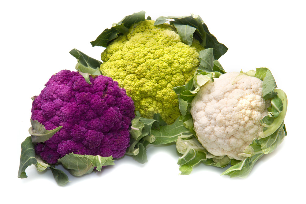 White cauliflower heads ready for harvest in a garden