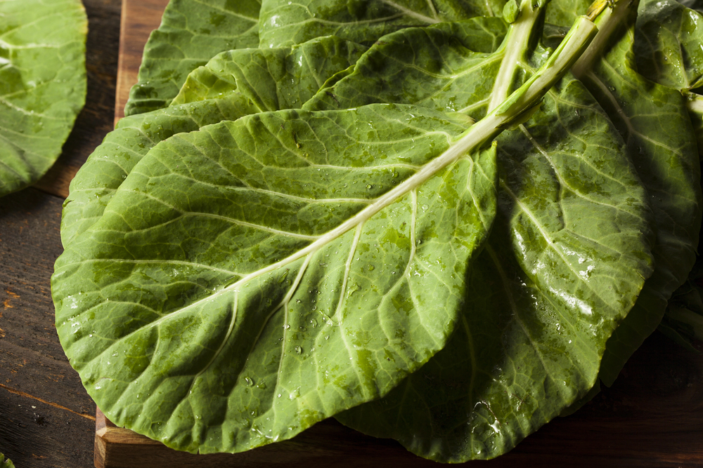Dark green collard green leaves in a southern garden