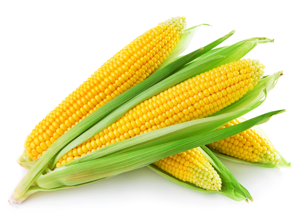 Rows of sweet corn growing in a home vegetable garden