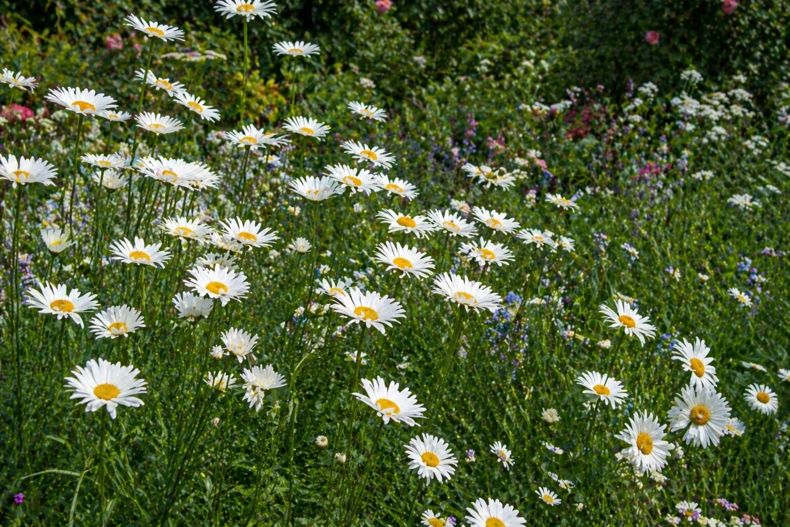 Daisies planting in Nevada