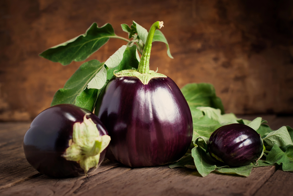 Purple eggplants ripening on the plant in a summer garden