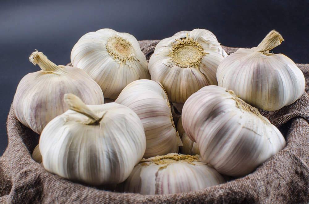 Fresh garlic bulbs with cloves