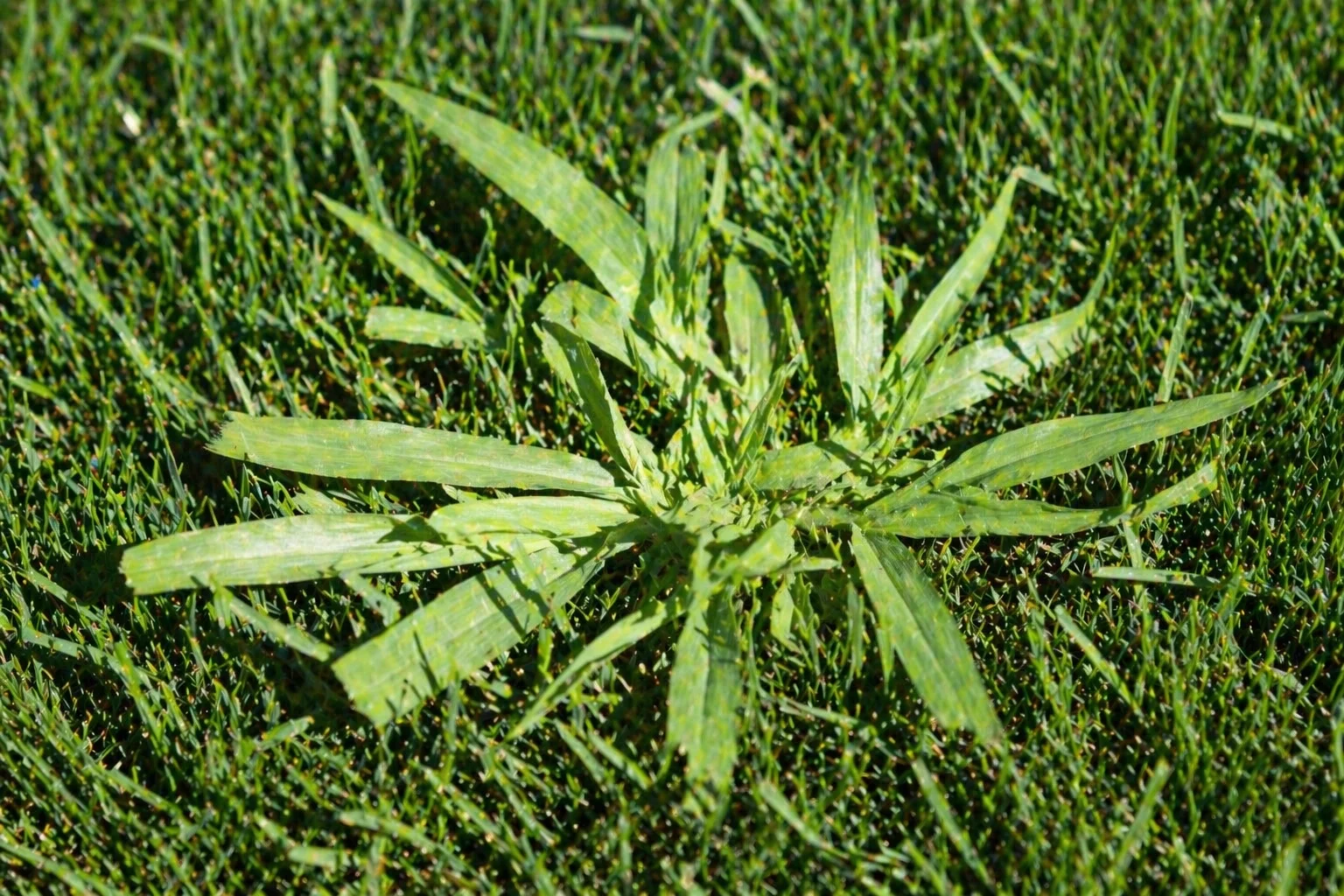 Crabgrass growing in a lawn — wide pale-green blades in a star pattern