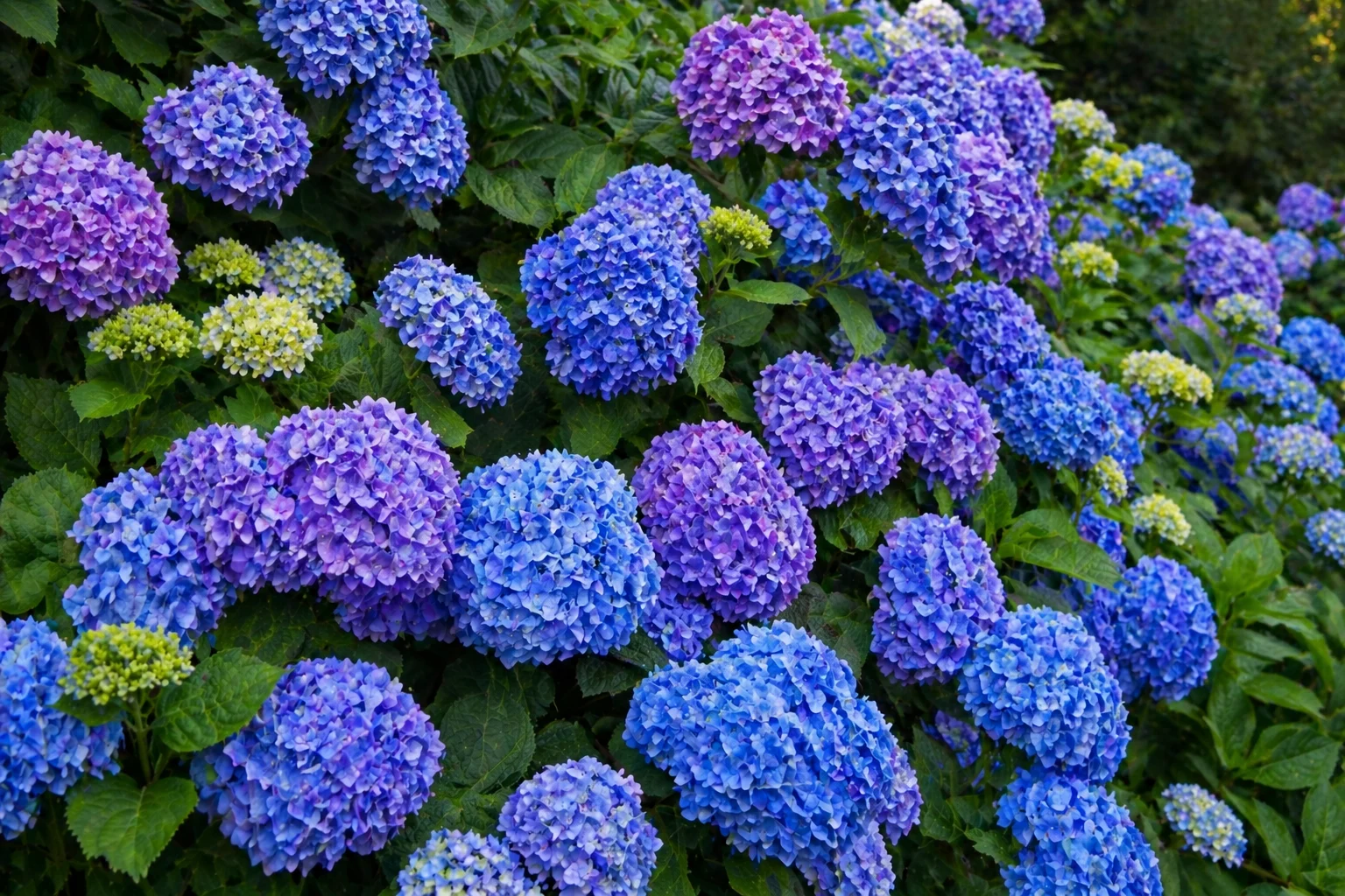 Hydrangeas planting in Halifax, NS
