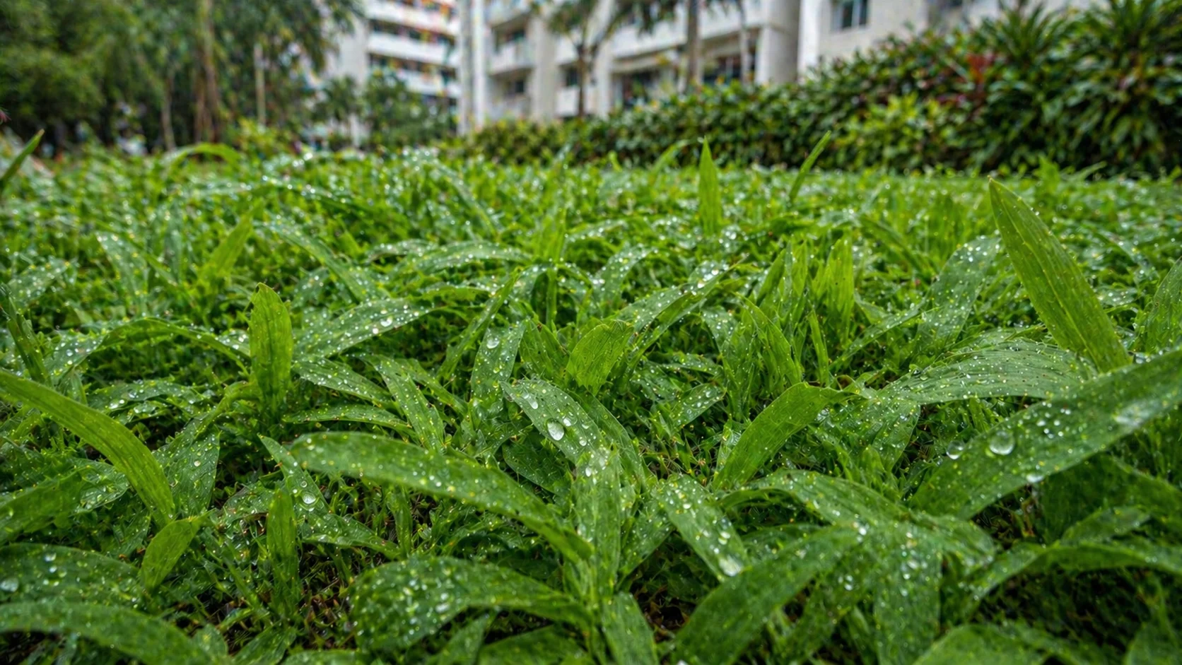 Singapore tropical lawn with Cow Grass after monsoon