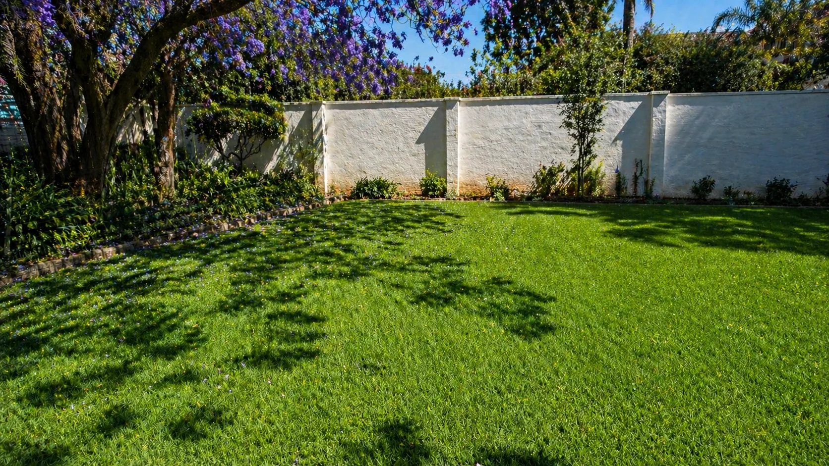 South African garden lawn with jacaranda tree