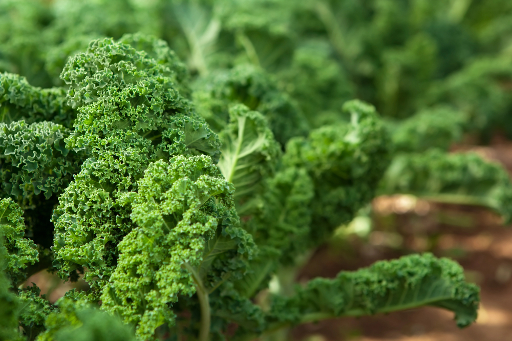Curly green kale growing in a raised bed garden