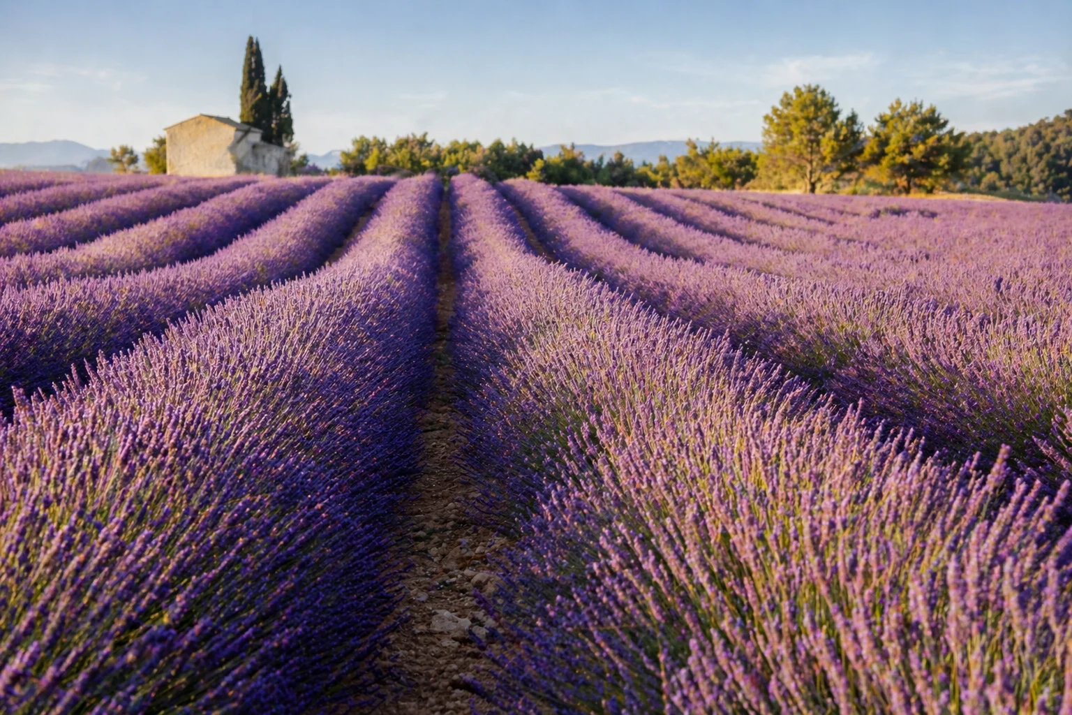 Lavender planting in Kitchener, ON