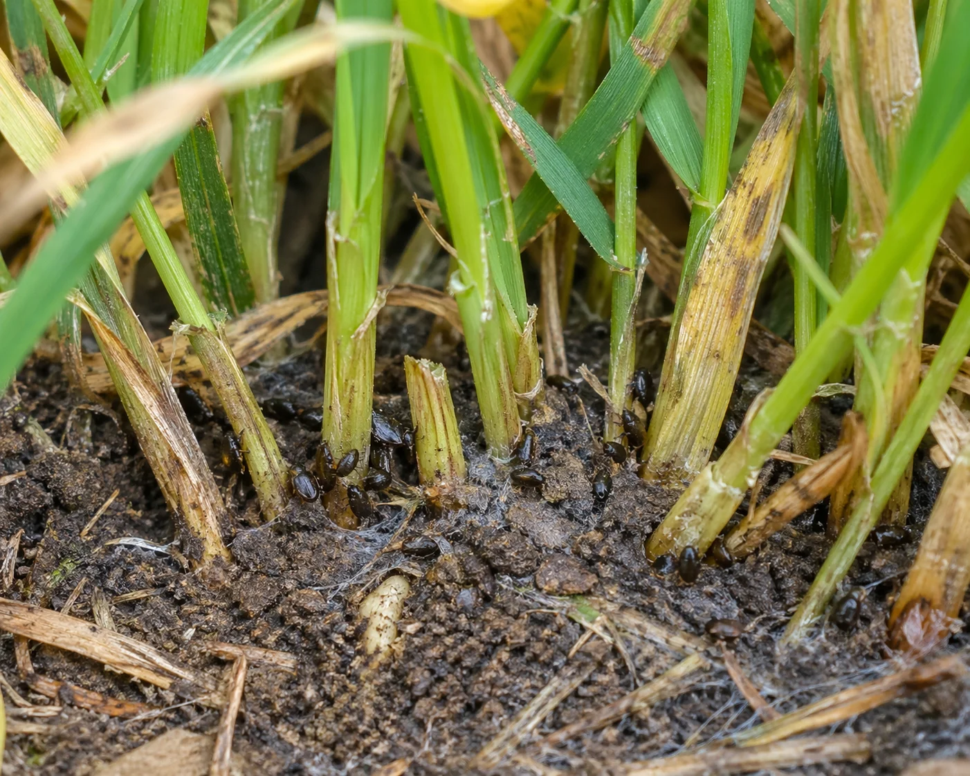 Close-up of grass damage from lawn insects with visible pest activity at soil surface