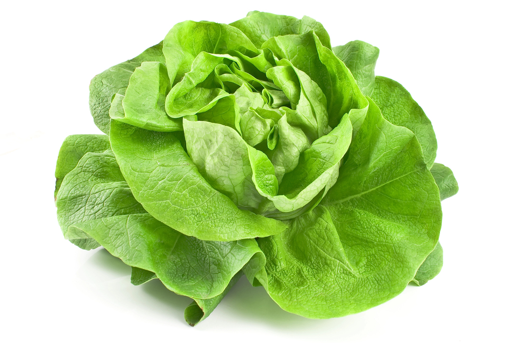 Fresh green lettuce heads in a garden bed