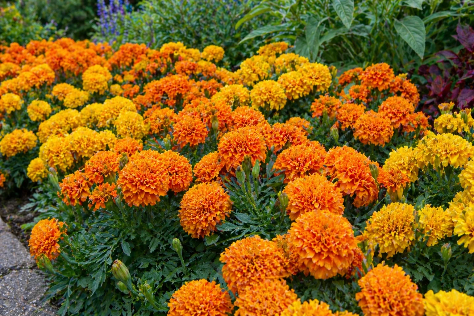 Marigolds planting in Ohio