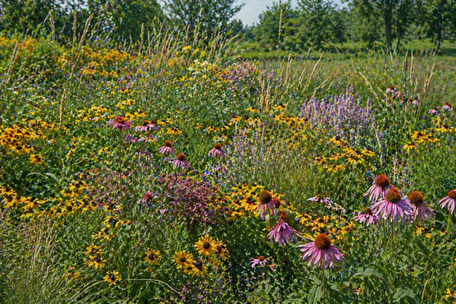 Native Flowers planting in Calgary, AB