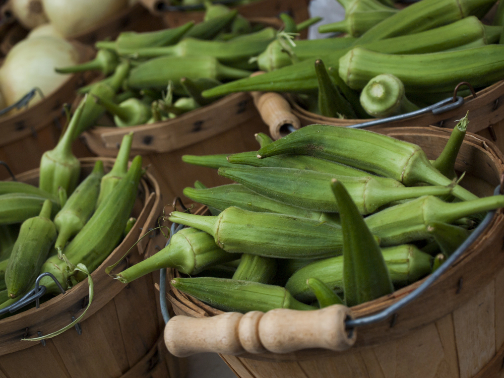 Green okra pods growing on tall plants in a summer garden