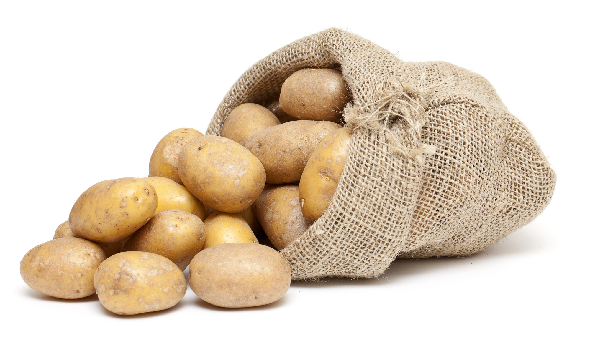 Freshly harvested potatoes in garden soil