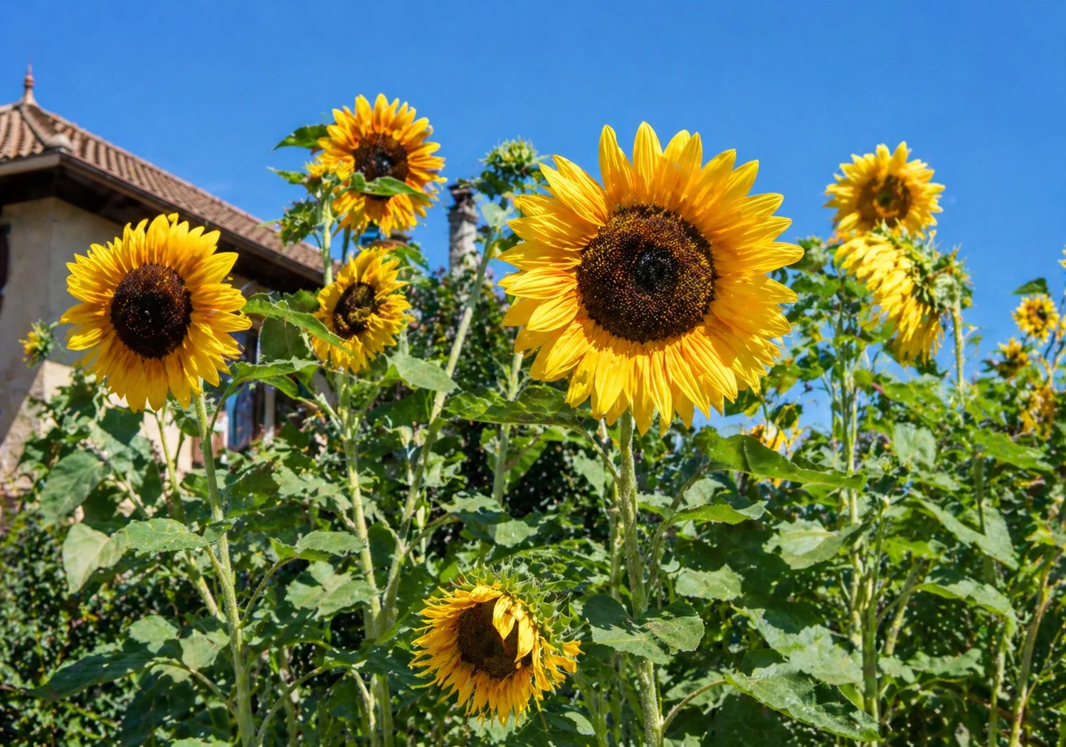 Sunflowers planting in Iowa