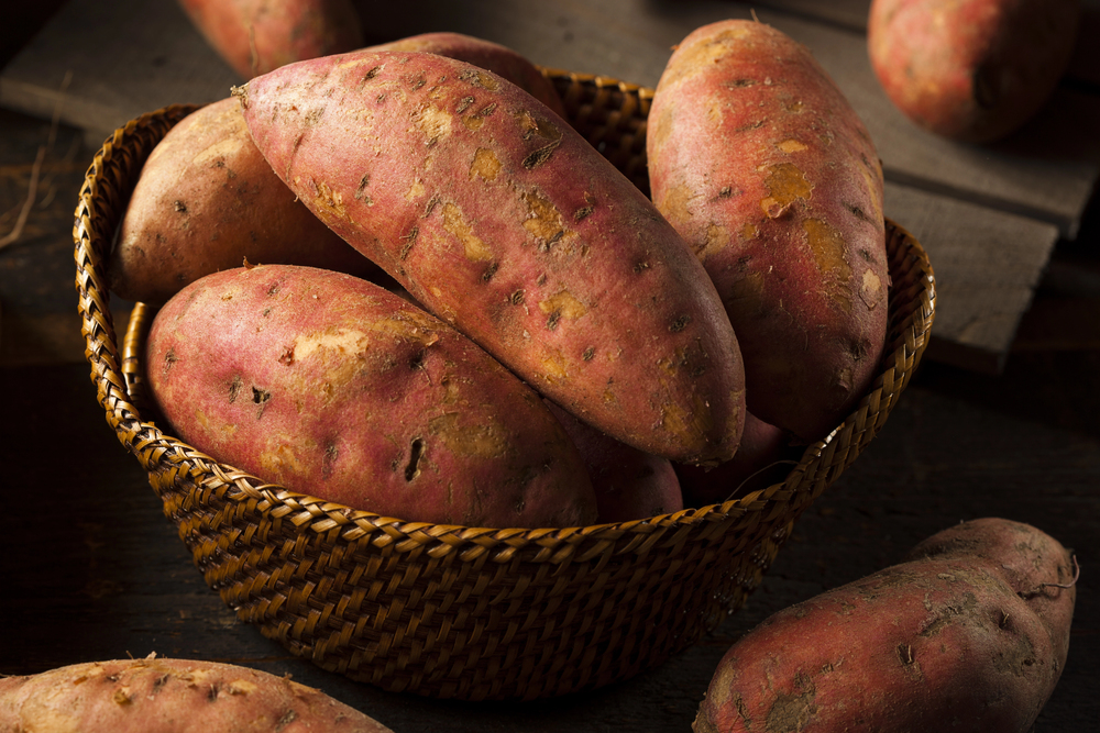 Harvested orange sweet potatoes on garden soil