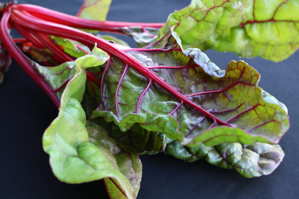 Colorful rainbow Swiss chard leaves and stems in a garden