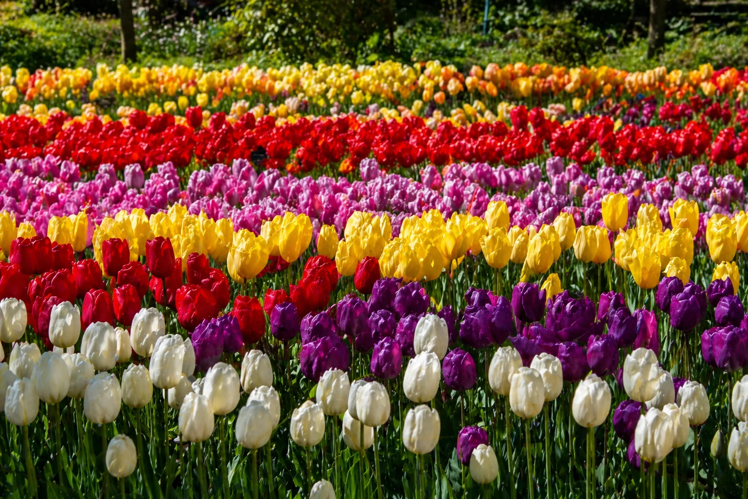 Tulips planting in Canada