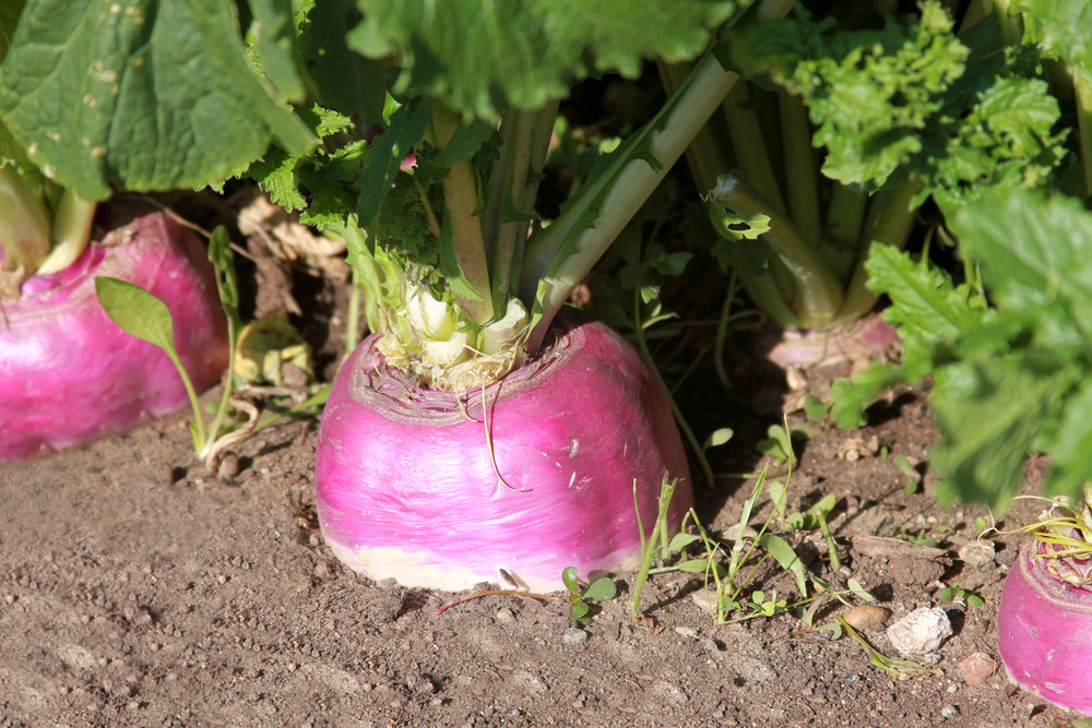 Fresh turnips with purple and white skin in a harvest basket