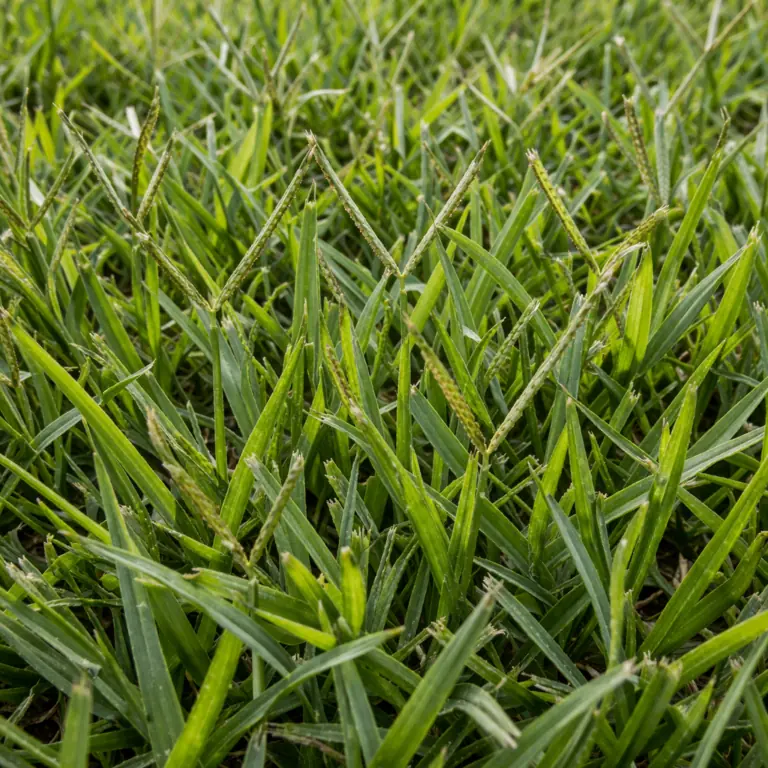 Close up of bahiagrass texture